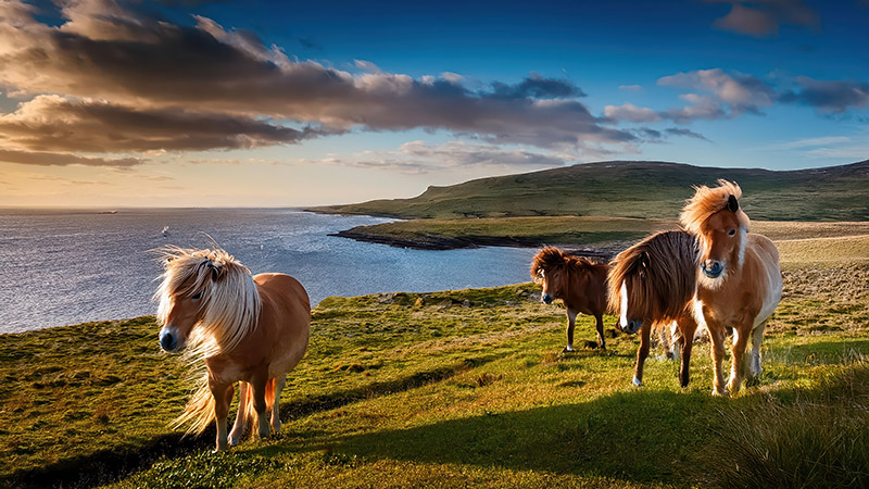 Shetland – klippor, kultur och nordisk historia