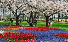 Holland med blomstertåg 6 dagar  2022