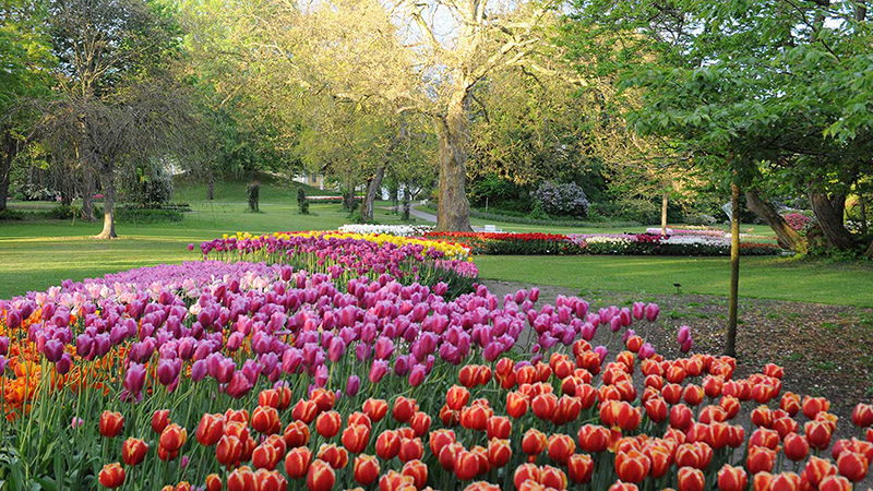 Tulpaner i tusental p Gavn Slott